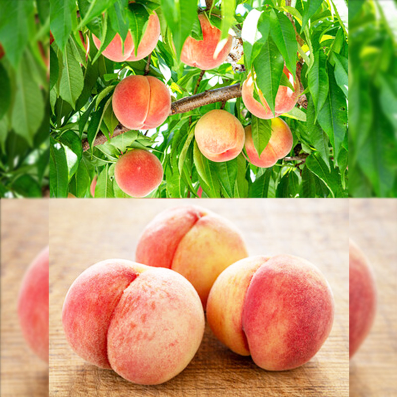 【定期便3回】やまがた 収穫の秋定期便【令和8年産先行予約】FS24-535