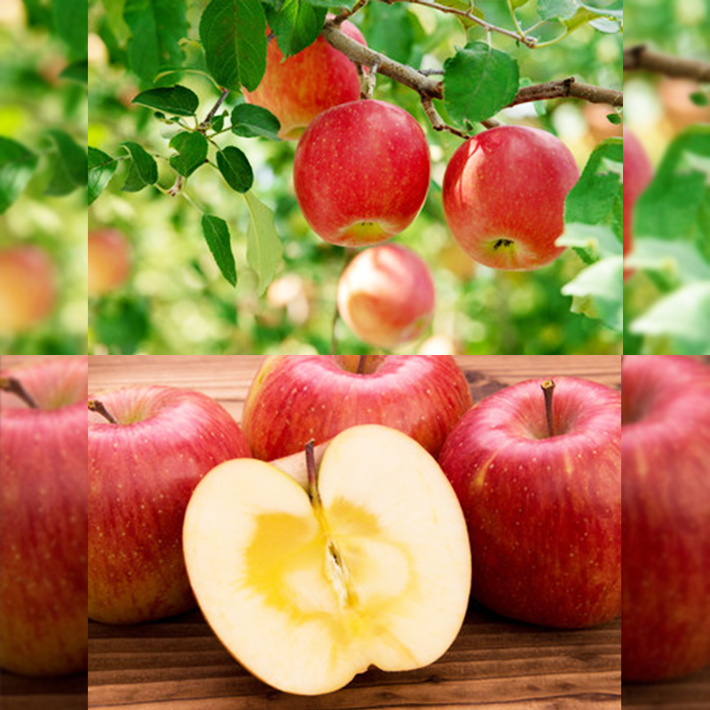 【定期便3回】やまがた 収穫の秋定期便【令和8年産先行予約】FS24-535