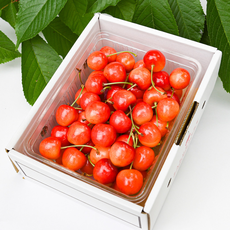 【定期便3回】人気ベスト3 ～山形代表 赤の宝石～【令和8年産先行予約】FS24-520