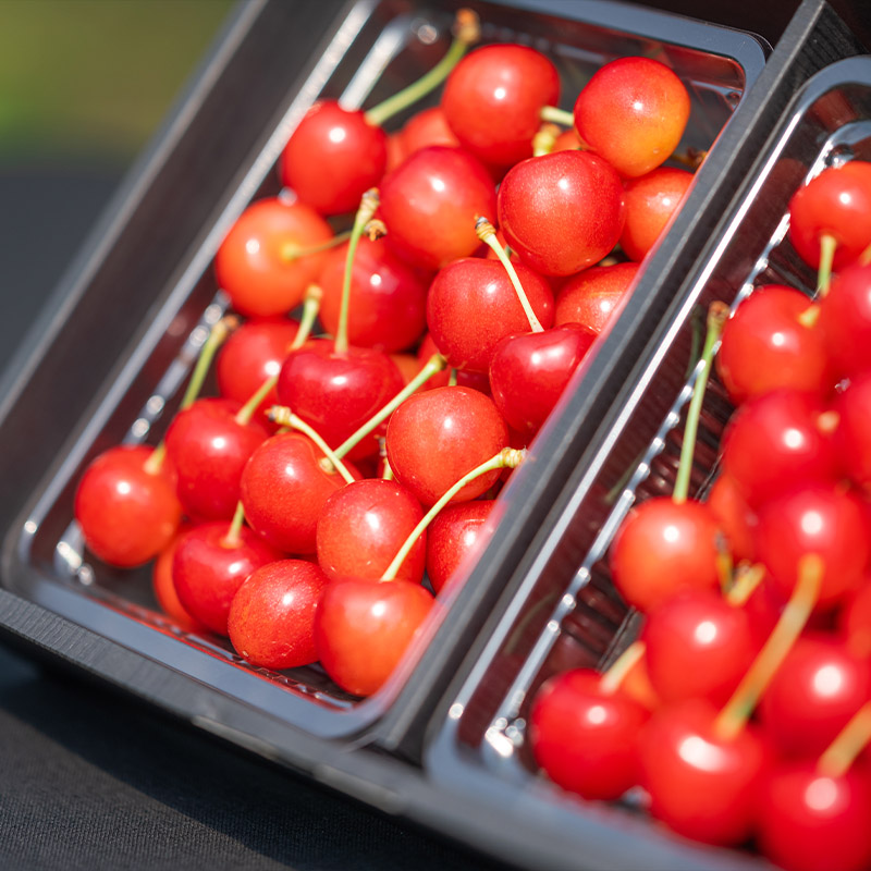 さくらんぼ 「佐藤錦」 600g 特秀品 Lサイズ以上 山形産【令和8年産先行予約】 FS24-669