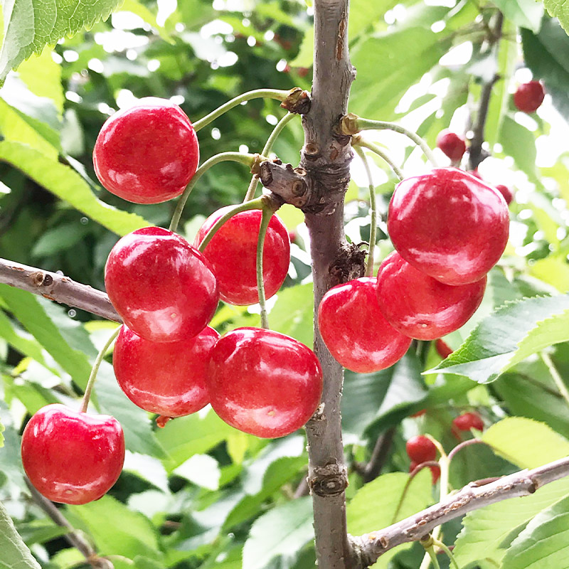 さくらんぼ 「佐藤錦」 600g 特秀品 Lサイズ以上 山形産【令和8年産先行予約】 FS24-669