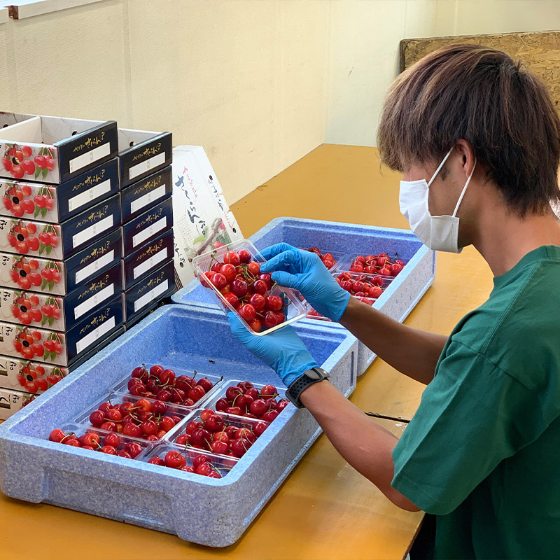 さくらんぼ 「佐藤錦」 600g 特秀品 Lサイズ以上 山形産 【令和7年産先行予約】 FS24-031