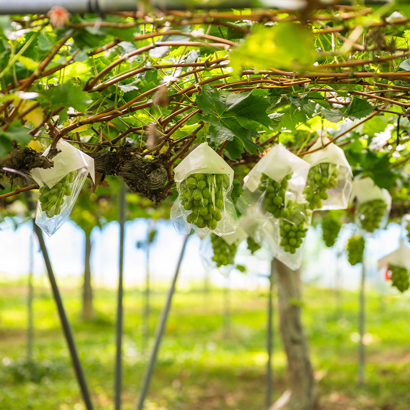 【厳選の1房】こだわりの シャインマスカット 600g以上 山形市産 (9月中旬～10月上旬順次発送)【令和8年産先行予約】FS24-543