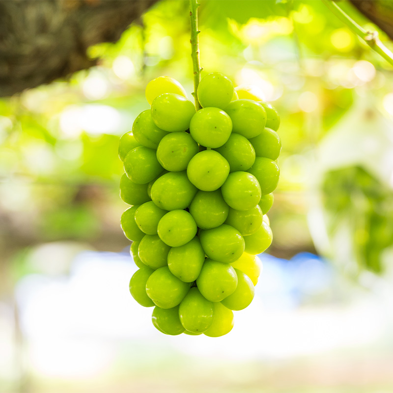 【満足の2～3房】こだわりのシャインマスカット 約1.2kg 山形市産 (9月中旬～10月上旬順次発送)【令和8年産先行予約】 FS24-544