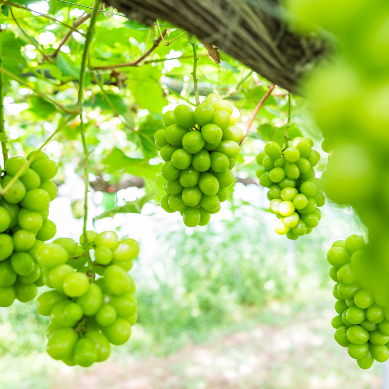 【満足の2～3房】こだわりのシャインマスカット 約1.2kg 山形市産 (9月中旬～10月上旬順次発送)【令和8年産先行予約】 FS24-544