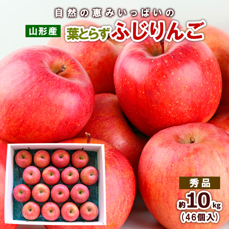 自然の恵みいっぱいの葉とらずふじりんご 約10kg(46個) FY25-922