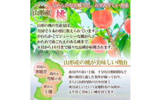 山形産 おどろき 白桃  秀 約2kg(4～9玉) 【令和7年産先行予約】FS23-780