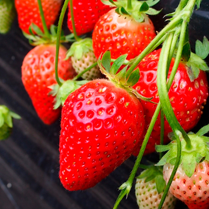 【定期便3回】山形の果物トップ３ 【令和8年産先行予約】FS25-610