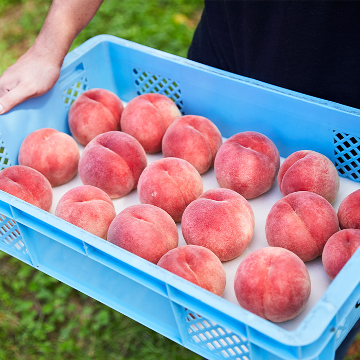 【定期便3回】たっぷり桃の食べ比べ定期便 【令和8年産先行予約】FS23-768