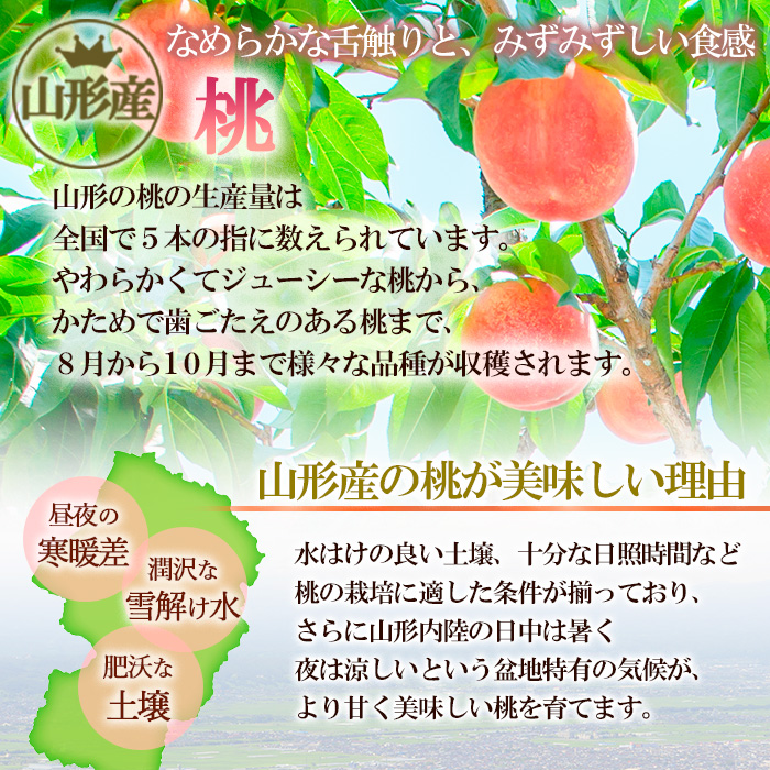 山形産 柔らかめ 「白桃」 秀品 約2kg (5玉～8玉)【令和8年産先行予約】FS24-081