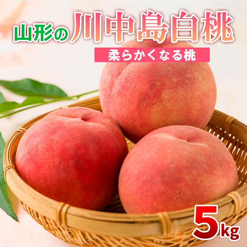 山形の川中島白桃 5kg (10～16玉) [柔らかくなる桃]【令和8年産先行予約】FS24-565