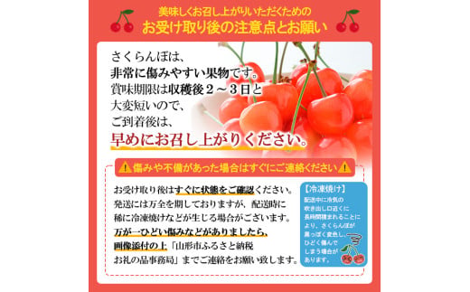  山形県産 さくらんぼ「佐藤錦」500g 特秀品 Lサイズ以上 【令和8年産先行予約】FS24-805