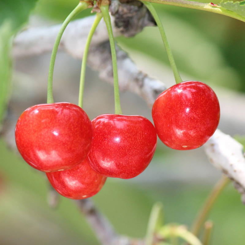 ☆フルーツ王国山形☆さくらんぼ 紅秀峰 L以上 700g バラ詰 【令和8年産先行予約】FS24-779