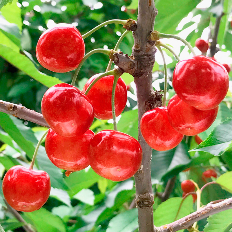 2025年産 さくらんぼ 「紅秀峰」 600g 特秀品 Lサイズ以上 山形産 【令和7年産先行予約】FS24-745