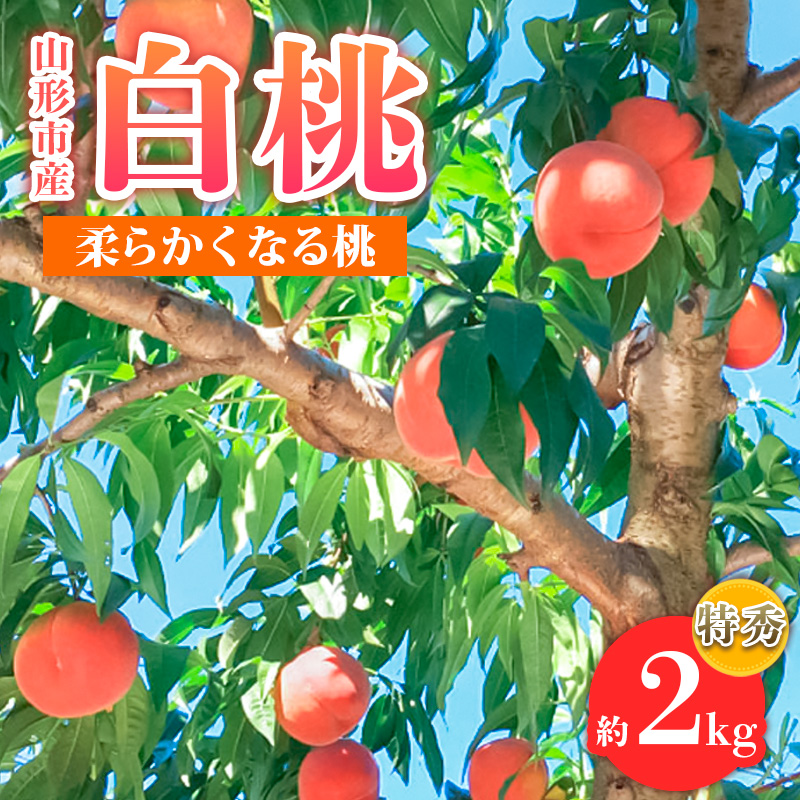 山形市産 白桃 特秀品 約2kg(4～８玉)  柔らかくなる桃【令和8年産先行予約】FS24-756