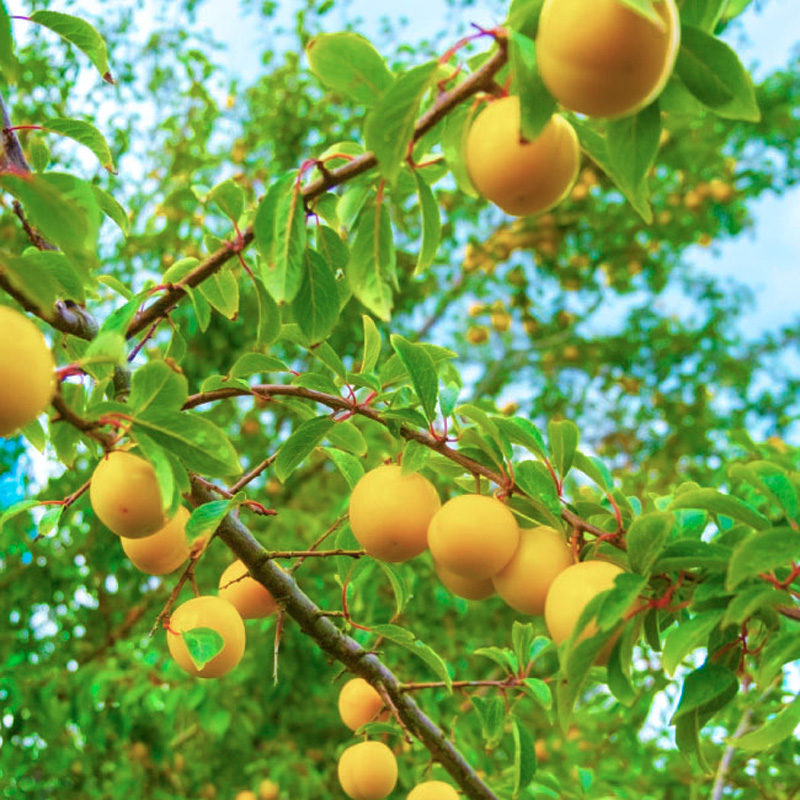 山形市産 黄桃 秀品 2kg(４～８玉) 柔らかくなる桃【令和8年産先行予約】FS24-758