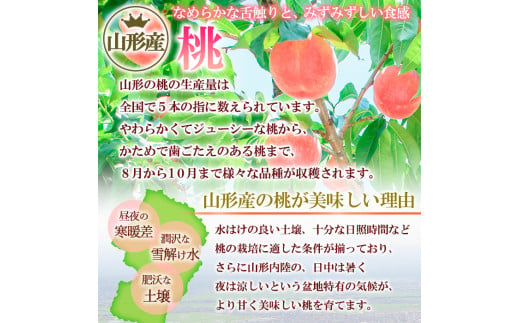 山形市産 黄桃 秀品 2kg(４～８玉) 柔らかくなる桃 【令和7年産先行予約】FS24-758