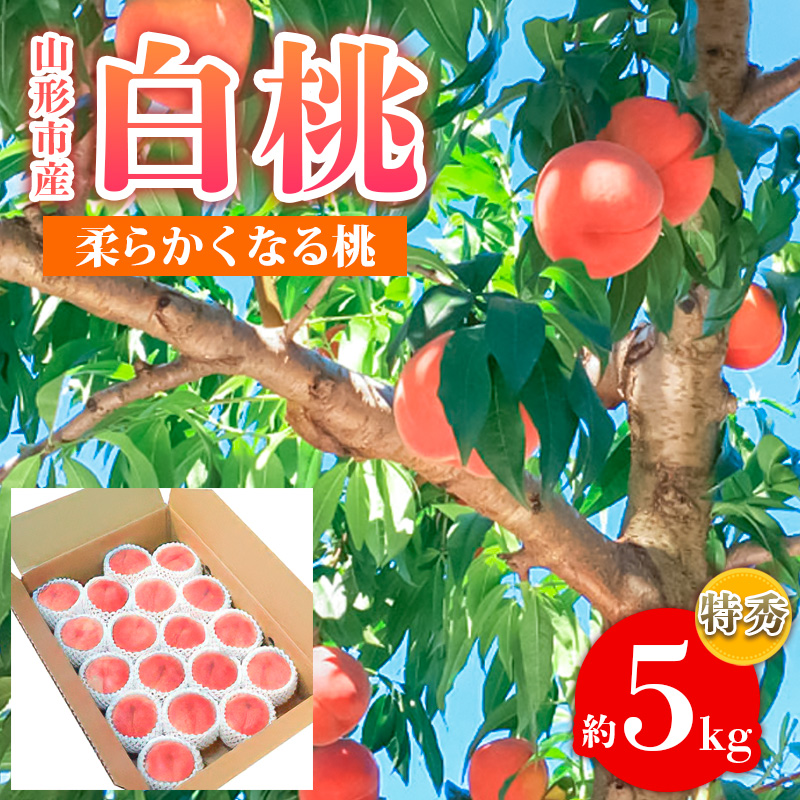 山形市産 白桃 特秀品 約5kg (12～20玉) 柔らかくなる桃【令和8年産先行予約】FS24-757
