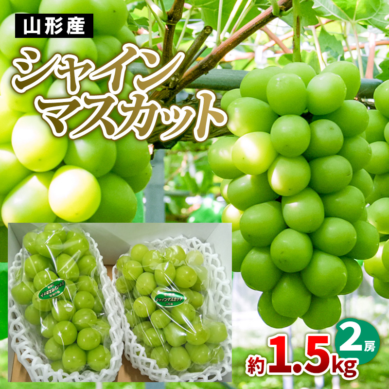 山形産 シャインマスカット 約1.5kg(2房) 【令和7年産先行予約】FS24-727