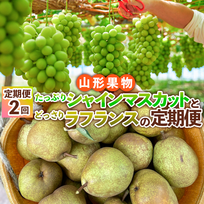 【定期便2回】山形果物 たっぷりシャインマスカットとどっさりラフランスの定期便 【令和8年産先行予約】FS24-767