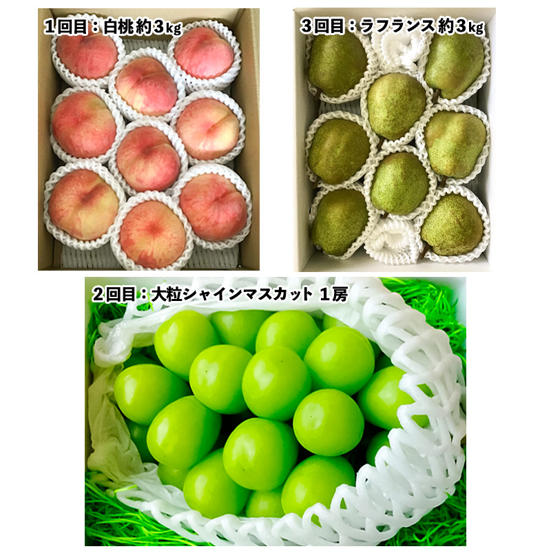 【定期便3回】山形市至高のフルーツ定期便 全3回B 8月発送開始【令和8年産先行予約】FS24-760