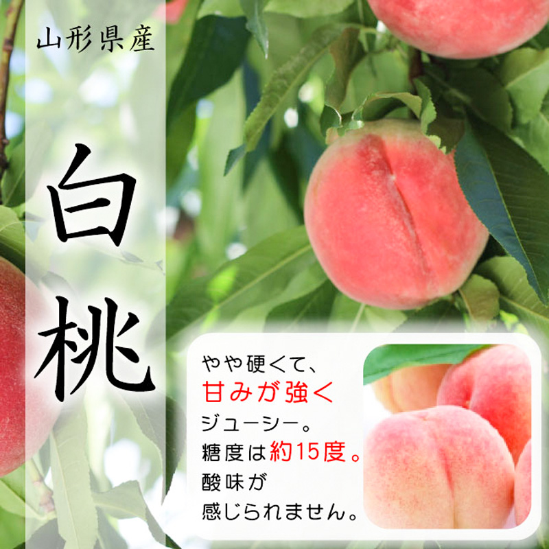 【定期便3回】山形市至高のフルーツ定期便 全3回B 8月発送開始 【令和7年産先行予約】FS24-760