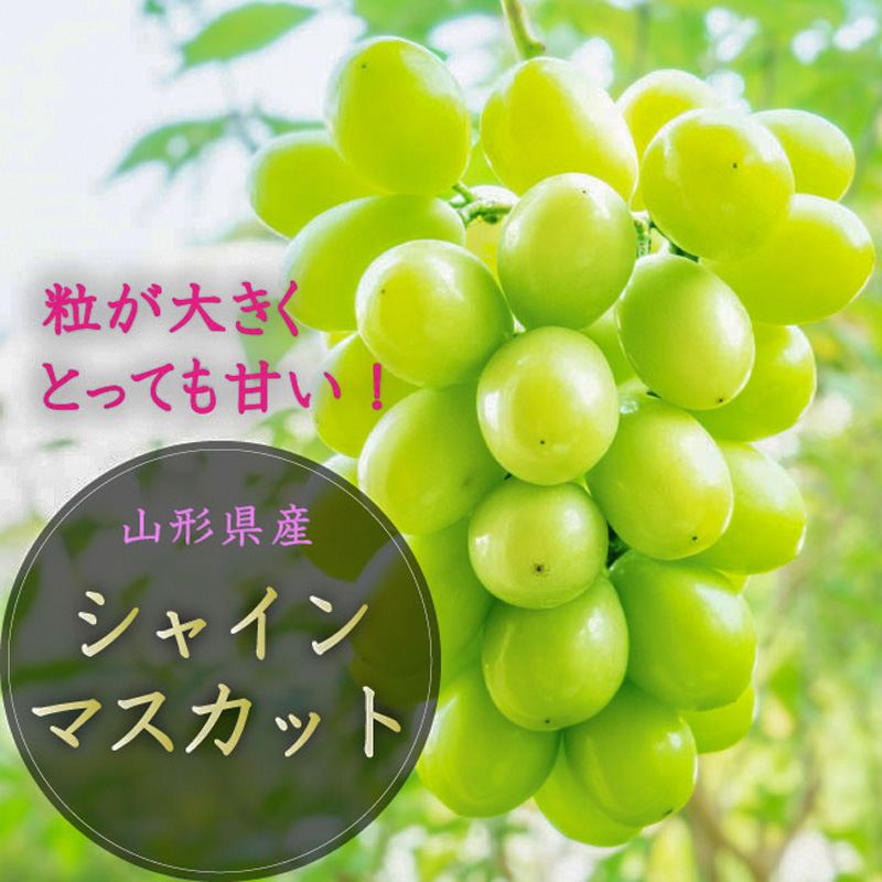 【定期便3回】山形市至高のフルーツ定期便 全3回B 8月発送開始 【令和7年産先行予約】FS24-760