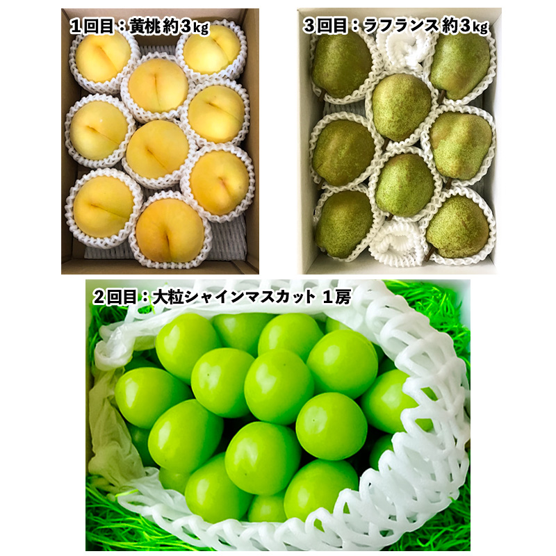 【定期便3回】山形市至高のフルーツ定期便 全3回A 8月発送開始【令和8年産先行予約】FS24-761