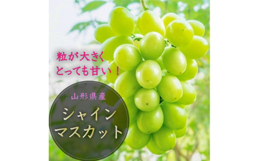 【定期便3回】山形市至高のフルーツ定期便 全3回A 8月発送開始 【令和7年産先行予約】FS24-761