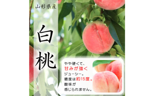 【定期便3回】山形市至高のフルーツ定期便 全3回C 6月発送開始 【令和7年産先行予約】FS24-762