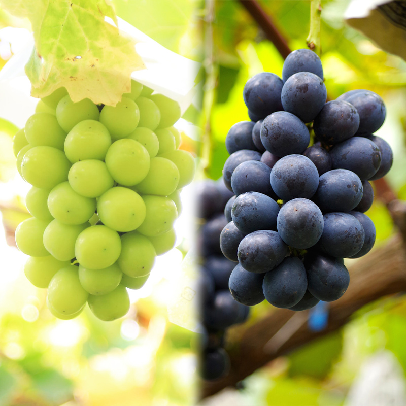 【定期便3回】とびっきりの山形フルーツセット 【令和8年産先行予約】FS24-797