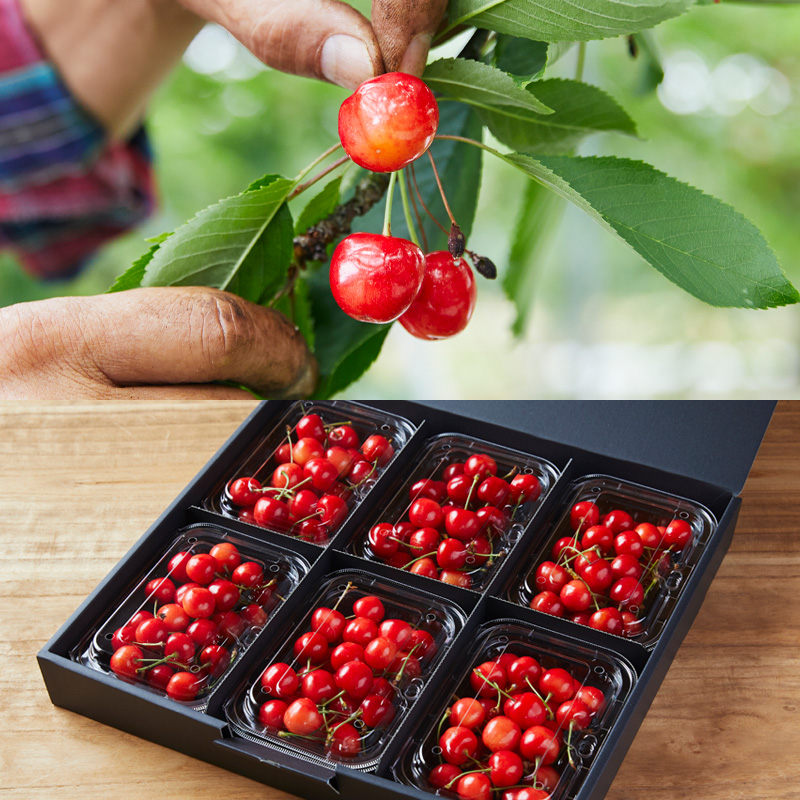 【定期便5回】★ファミリー向け★みんなでわいわい！山形のフルーツ定期便 【令和8年産先行予約】FS25-657