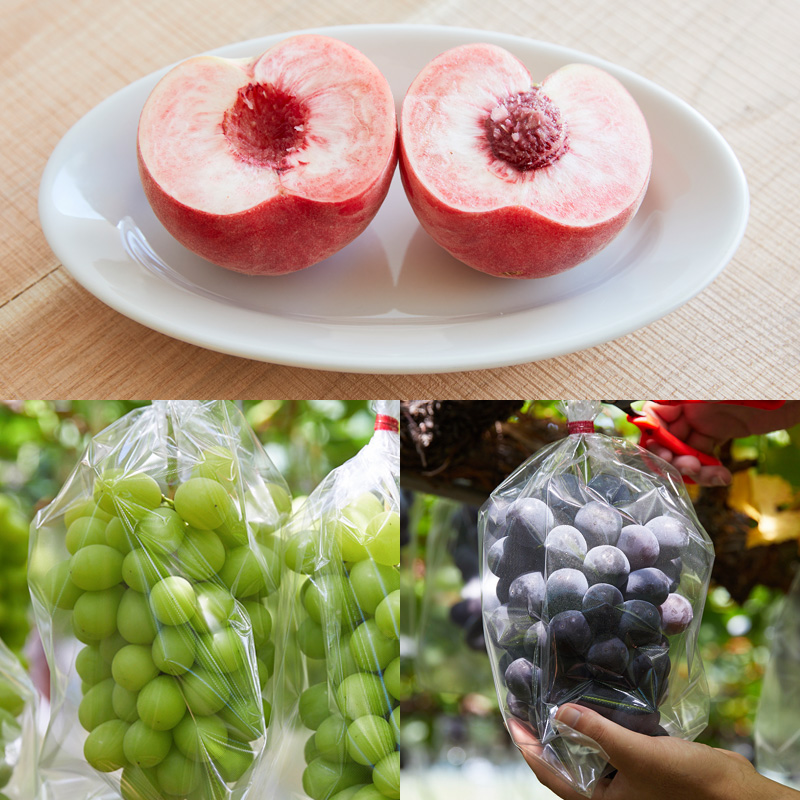 【定期便5回】★ファミリー向け★みんなでわいわい！山形のフルーツ定期便 【令和8年産先行予約】FS25-657