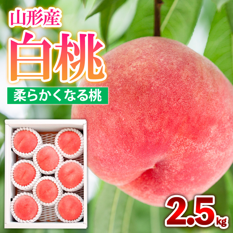 山形産 白桃  [柔らかくなる桃] 2.5kg(7～10玉) 秀品 品種おまかせ【令和7年産先行予約】FS24-730