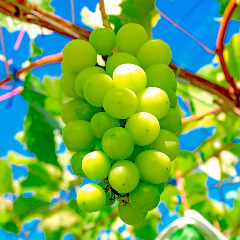 山形産 シャインマスカット 約800g 1房 秀品 【令和8年産先行予約】FS25-607