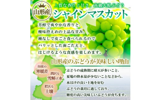 山形産 シャインマスカット 約1kg (2～3房) 秀品 【令和7年産先行予約】FS24-732