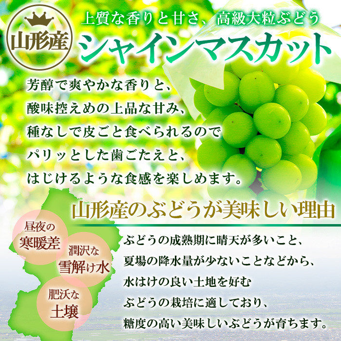 [ご家庭用]山形産 シャインマスカット 約5kg (5房～11房） 【令和7年産先行予約】FS24-749