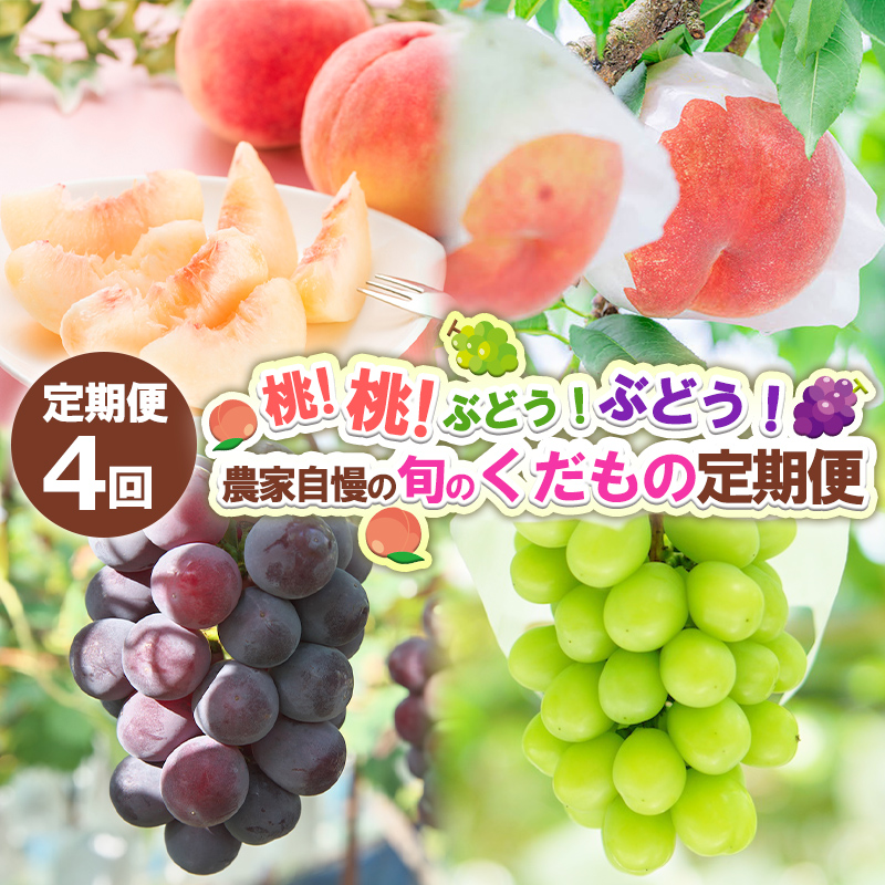 【定期便4回】桃！桃！ぶどう！ぶどう！農家自慢の旬のくだもの定期便 【令和8年産先行予約】FS24-720