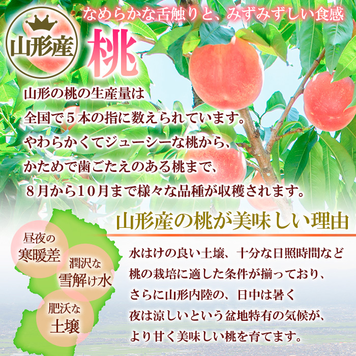 【定期便2回】もぎたて山形白桃 おいしさ食べ比べ定期便 【令和7年産先行予約】FS24-724