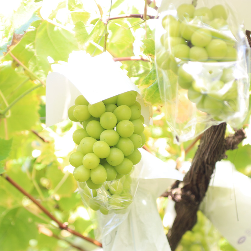 【定期便3回】山形旬果 3種 らんまん【令和8年産先行予約】FS24-811