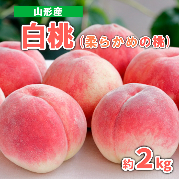 山形産 白桃 (柔らかめの桃)　約2kg 秀品【令和8年産先行予約】FS23-717
