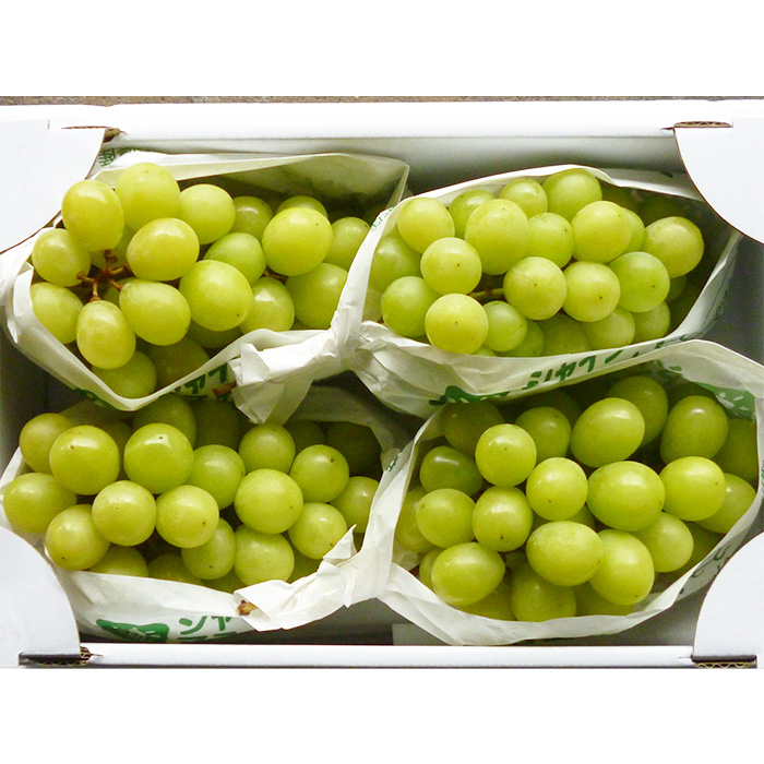 やまがたのぶどう シャインマスカット 秀品 約1.7kg(2～5房程度) [10月発送]　 【令和8年産先行予約】FS23-755