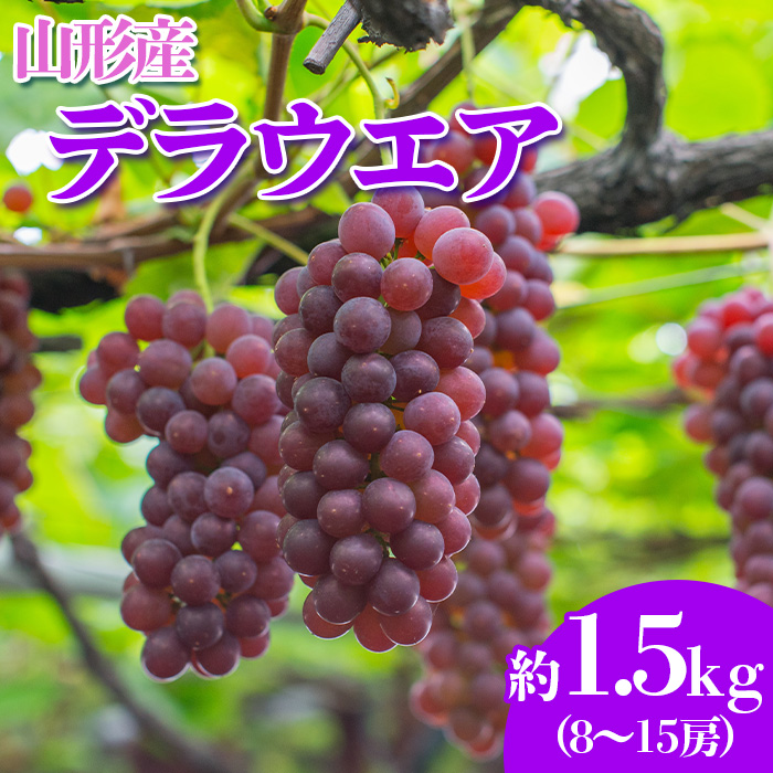 やまがたのぶどう デラウェア 7月・8月 秀品 約1.5kg(8～15房程度) 【令和7年産先行予約】FS23-820