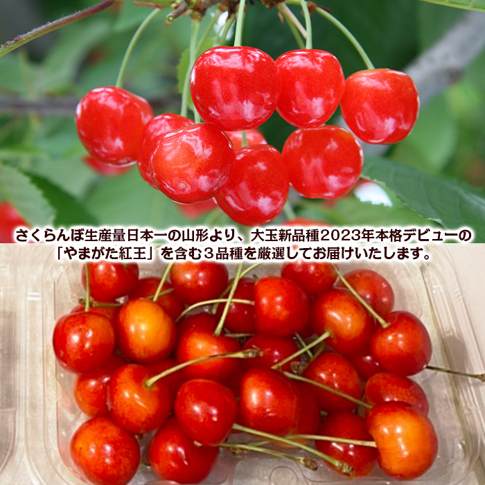 【定期便3回】数量限定 山形さくらんぼ 厳選3品味くらべ 【令和8年産先行予約】FS23-865