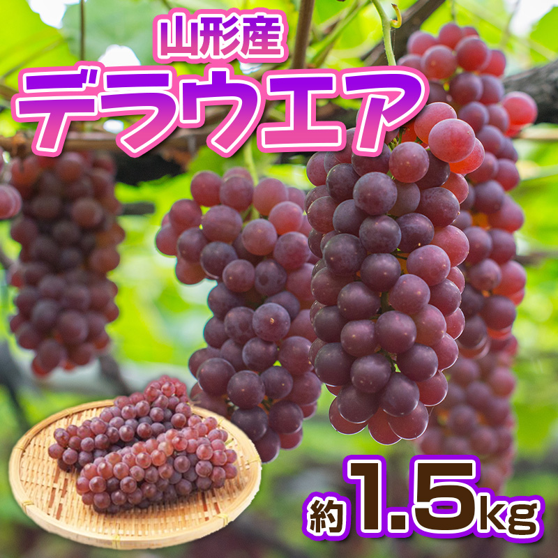デラウエア 秀品 約1.5kg(5～10房)【令和8年産先行予約】FS23-881