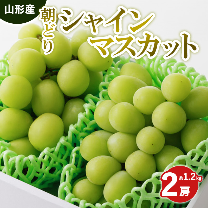 朝どりシャインマスカット 秀品 2房 約1.2kg【令和8年産先行予約】 FS25-589