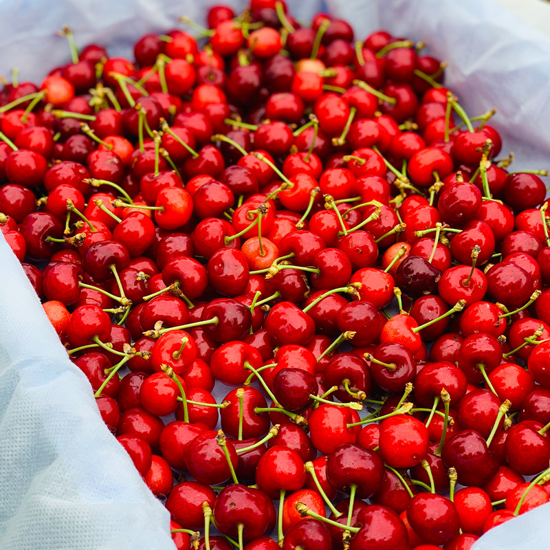 ãããã㌠ãäœè€éŠã 300g ç¹ç§å Lãµã€ãºä»¥äž 山圢ç£ã什å8幎ç£å
è¡äºçŽã FS24-668