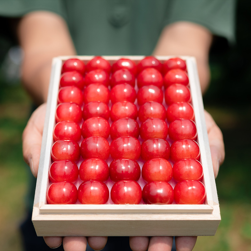 さくらんぼ 「佐藤錦」 300g 特秀品 2Lサイズ 桐箱入 山形産【令和7年産先行予約】  FS24-033