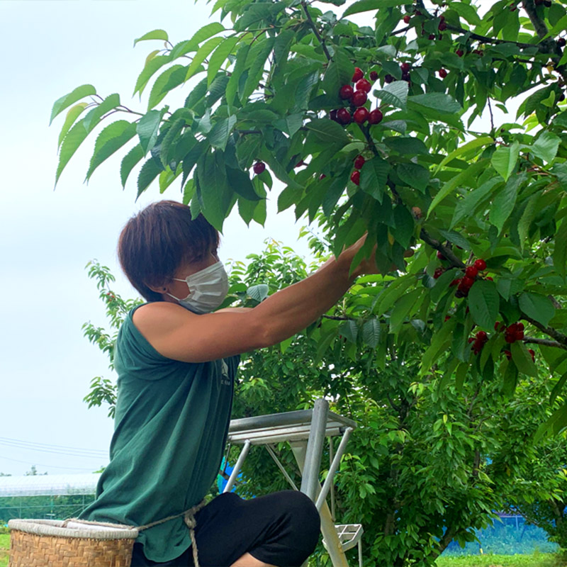 さくらんぼ 「佐藤錦」 300g 特秀品 2Lサイズ 桐箱入 山形産【令和7年産先行予約】  FS24-033