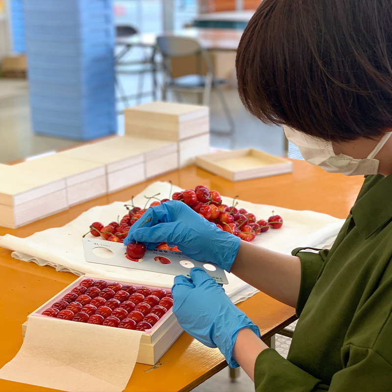 さくらんぼ 「佐藤錦」 300g 特秀品 2Lサイズ 桐箱入 山形産【令和8年産先行予約】  FS24-033